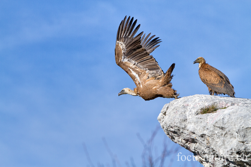 Vautour fauve 4741.jpg - Vautour fauve - Gyps fulvus - Griffon Vulture (Gorges du Verdon, France, janvier 2013)